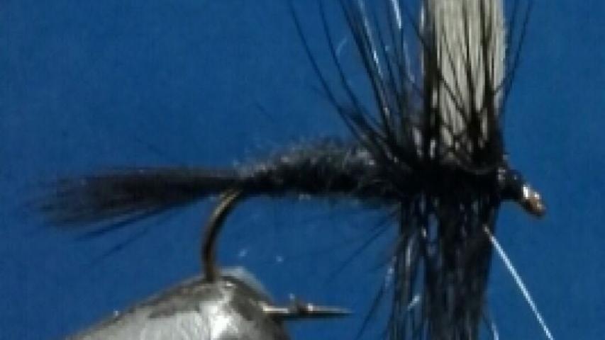 Black Gnat